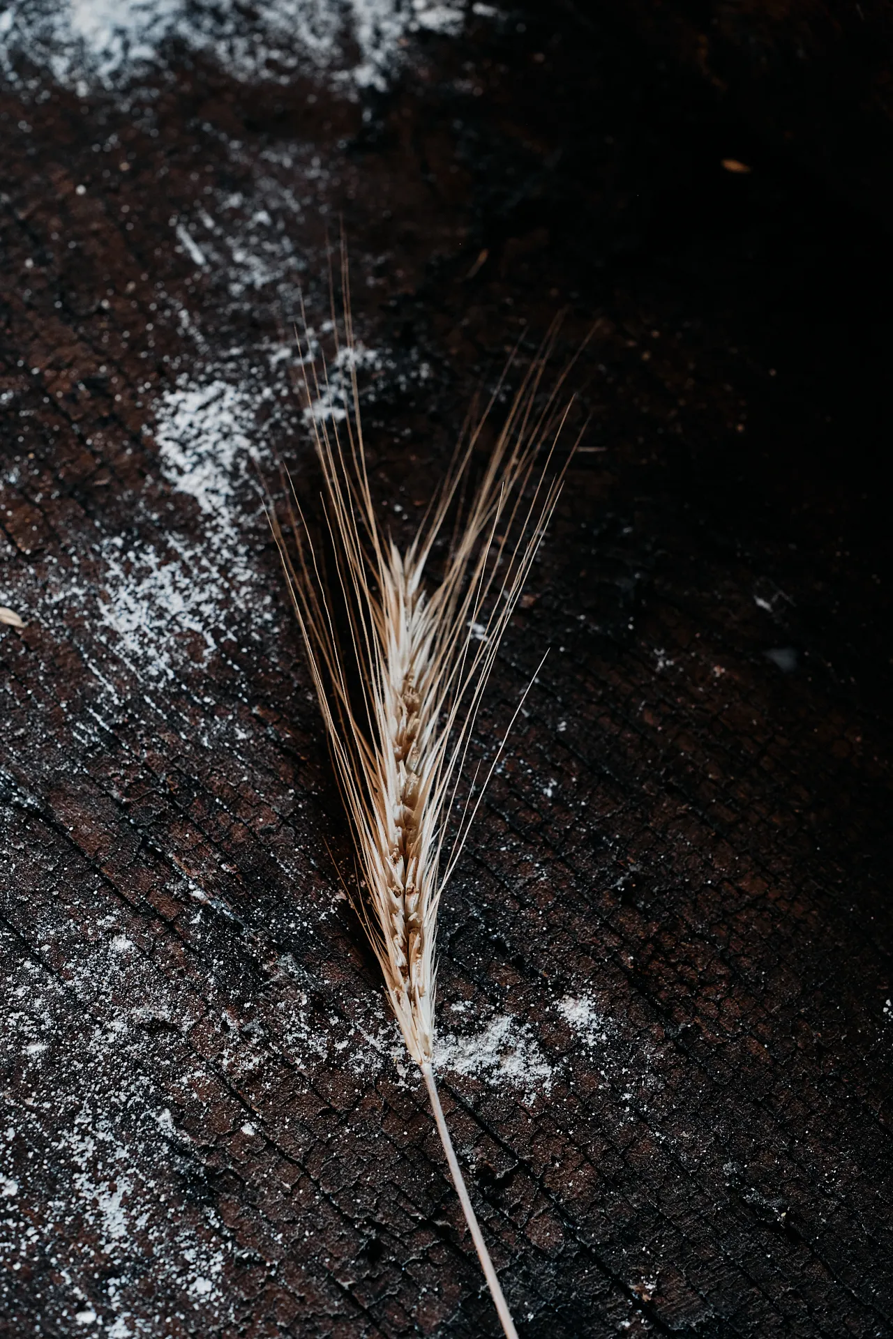 Spiga di grano