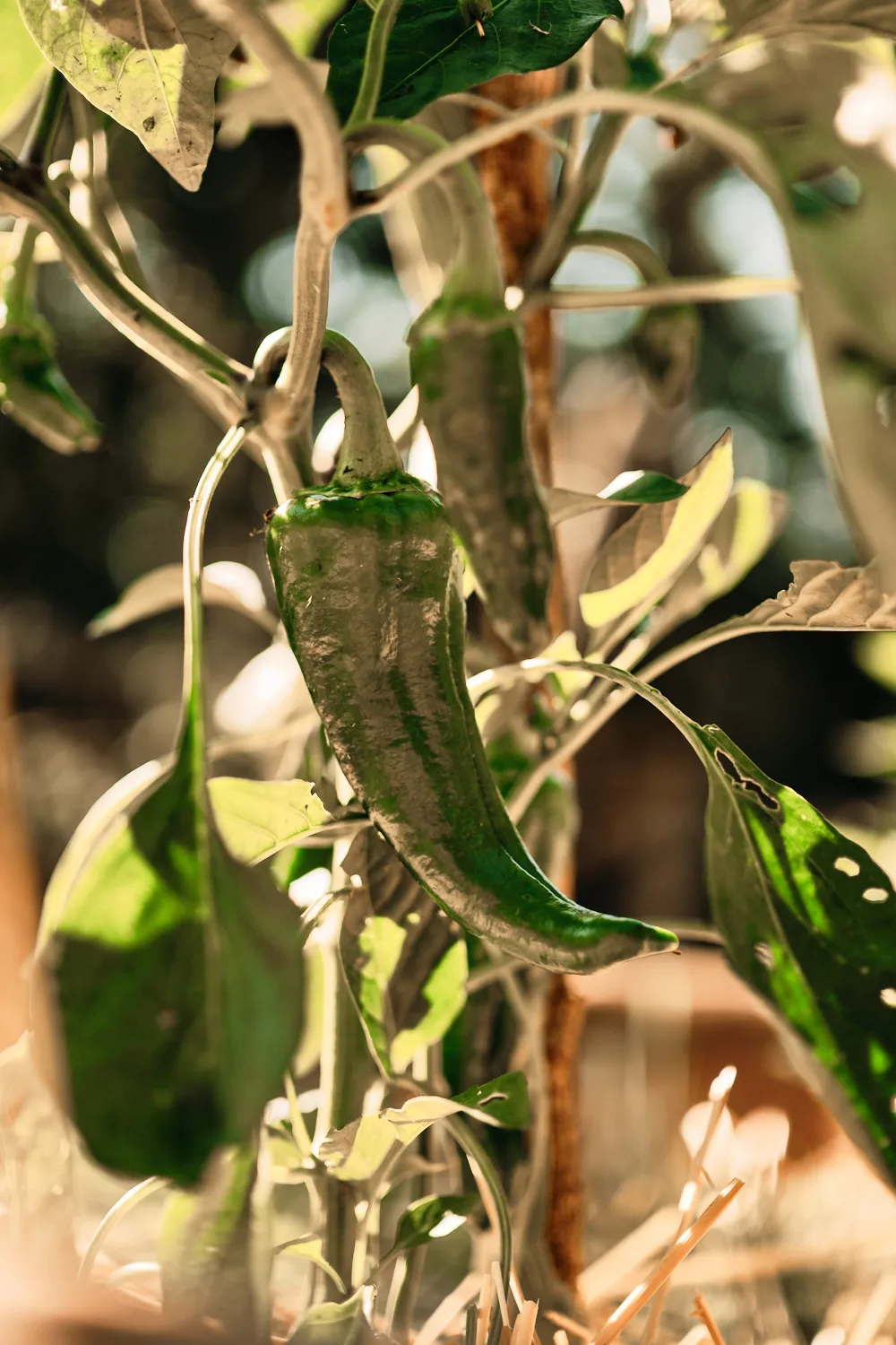 Peperoncino